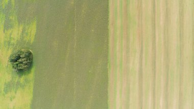 Ağaç yeşil arka planlı bir tarlanın ön planındadır. Ağaç bir çimen tarlasıyla çevrilidir.