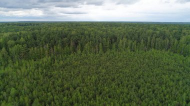 Arka planda açık mavi gökyüzü olan yemyeşil bir orman. Ağaçlar uzun ve yoğundur. Huzurlu ve huzurlu bir atmosfer yaratırlar.