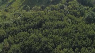 Yazın yeşil ağaçlar ve çalılar.