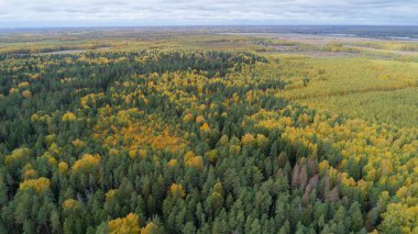 Forest with many trees, some of which are yellow and some are green. The sky is cloudy, and the trees are spread out across the landscape. Nizhny Novgorod clipart