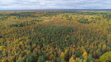 Sonbaharın çeşitli aşamalarında ağaçlarla kaplı bir orman. Ağaçlar çoğunlukla yeşildir ama bazıları kahverengi ve sarıdır. Gökyüzü bulutlu ve ağaçlar araziye yayılmış durumda. Nizhny Novgorod