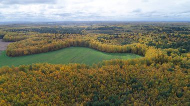 Ortasında büyük yeşil bir alan olan büyük bir ağaç tarlası. Ağaçlar çoğunlukla sarı ve kahverengidir. Nizhny Novgorod