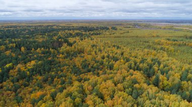 Large forest with many trees and a few houses in the distance. The trees are mostly yellow and brown, and the sky is cloudy. Nizhny Novgorod clipart