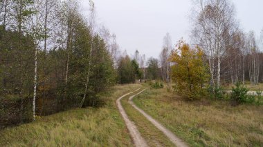 Road in a forest with trees on both sides. The road is dirt and there is a small stream nearby. The trees are mostly green, but some are yellow and brown. Nizhny Novgorod clipart