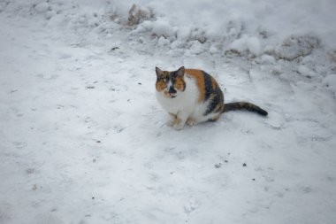 Kedi karın üzerinde oturuyor. Kedi turuncu ve beyazdır. Kedi, kameraya bakıyor. Manastır. Dalış köyü, Nizhny Novgorod bölgesi