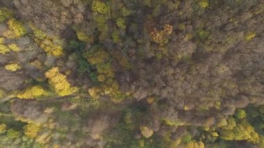 Sabahları sonbahar ormanının havadan görünüşü.