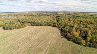 Arka planda ağaçlar olan büyük bir çim tarlası. Gökyüzü bulutlu ve güneş parlıyor. Nizhny Novgorod bölgesinde sonbahar ormanı. Rusya.