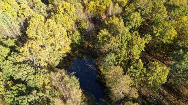 Ortasında gölet olan bir orman. Ağaçlar yeşil ve sarı. Gökyüzü mavi. Nizhny Novgorod bölgesinde sonbahar ormanı. Rusya.