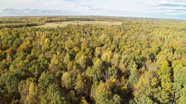 Sonbaharın çeşitli aşamalarında ağaçlarla kaplı bir orman. Ağaçlar çoğunlukla yeşildir ama bazıları sarı ve kahverengidir. Gökyüzü bulutlu. Nizhny Novgorod bölgesinde sonbahar ormanı. Rusya.