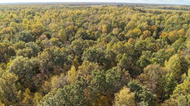 Sonbaharın çeşitli aşamalarında ağaçlarla kaplı bir orman. Ağaçlar yeşil ve kahverengi ve yapraklar renk değiştiriyor. Nizhny Novgorod bölgesinde sonbahar ormanı. Rusya.