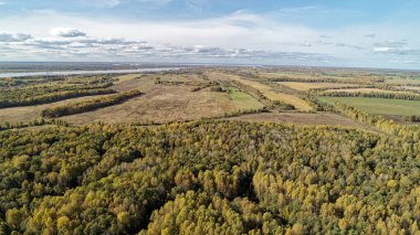 Önünde birkaç ağaç ve arka planında birkaç tane daha olan büyük bir orman. Gökyüzü mavi. Nizhny Novgorod bölgesinde sonbahar ormanı. Rusya.