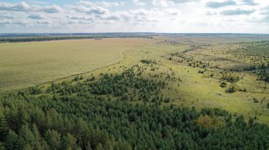 Uçsuz bucaksız, yemyeşil ağaçlar gözün alabildiğine uzanıyor, açık mavi bir gökyüzü ile birlikte. Ağaçlar uzun ve yapraklı, ve gökyüzü bulutsuz. Rusya 'nın Nizhny Novgorod bölgesi.