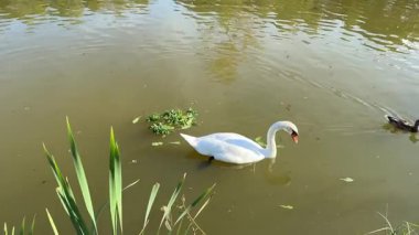 Bir kuğu bir ördekle gölette yüzüyor. Su bulanık ve kuğu yabani otlarla çevrili.