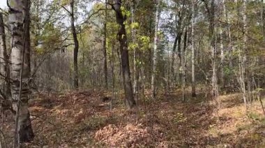Ormanda bir sürü ağaç ve yerde bir sürü yaprak var. Ağaçlar uzun ve yapraklar sarı.
