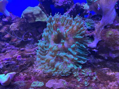 Bir tankın dibinde yeşil bir deniz şakayığı var. Etrafı diğer deniz canlılarıyla çevrili.