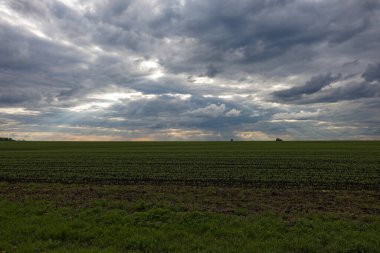 Arka planda bulutlu bir gökyüzü olan bir ekin tarlası. Gökyüzü bulutlu ve güneş bulutların arasında parlıyor.