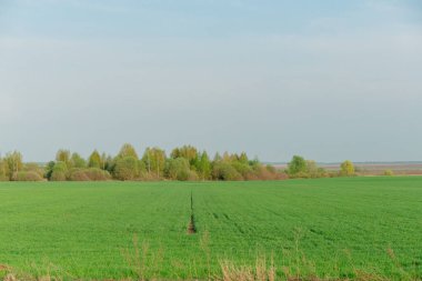 Arka planda birkaç ağaç olan bir çim tarlası. Gökyüzü açık ve mavi. Tarlanın ortasında bir çit var.