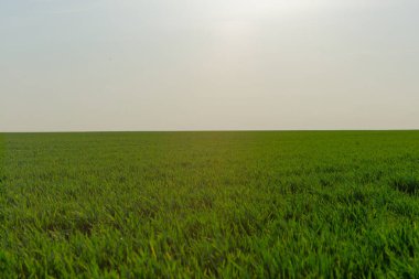 Arka planda açık mavi gökyüzü olan yeşil çimen tarlası. Gökyüzü birkaç bulutla daha açık.