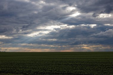 Arka planda bulutlu bir gökyüzü olan yeşil çimen tarlası. Gökyüzü bulutlu ve güneş bulutların arasında parlıyor.