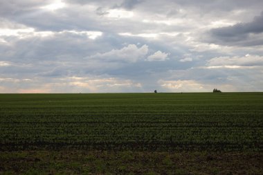 Arka planda birkaç ağaç olan yeşil bir çim tarlası. Gökyüzü bulutlu ve güneş bulutların arasında parlıyor.