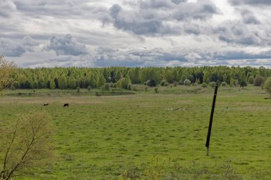 Ortasında uzun bir sopa olan bir tarla. Tarlada otlayan inekler var. Gökyüzü bulutlu.