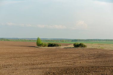 Ortasında ağaç olan bir tarla. Ağaç çalılarla çevrili. Alan çoğunlukla kahverengi.