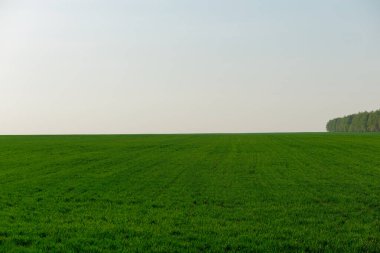 Arka planda birkaç ağaç olan büyük bir çim tarlası. Gökyüzü açık ve güneş parlıyor.