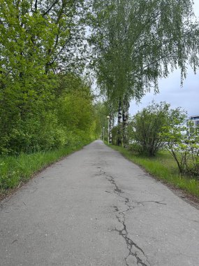 İki tarafında ağaçlar olan bir yol. Yol bomboş. Yolda hiç insan ya da araç yok.
