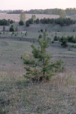 Bir tarlada küçük bir ağaç büyüyor. Alan çoğunlukla kahverengi ve kuru. Tarladaki tek yeşil şey ağaçtır.