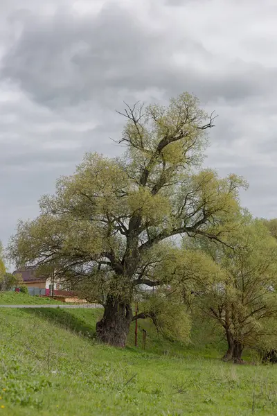 Yeşil yapraklı büyük bir ağaç bir tarlanın ortasındadır. Arka planda iki ağaç daha var.