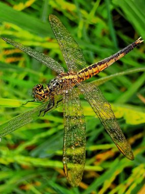 Yapraktaki yusufçuk