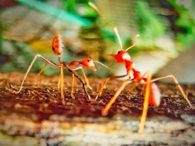 Ağaçtaki kırmızı ve beyaz karıncalar