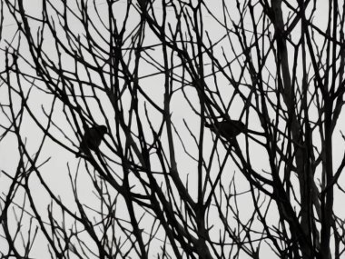 Ağaç dalları, bitki örtüsü ve doğa