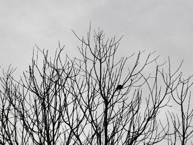 Ağaç dalları, bitki örtüsü, bitki örtüsü.