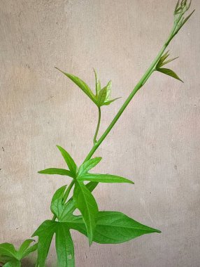 yeşil yapraklar, bitkiler ve yapraklar