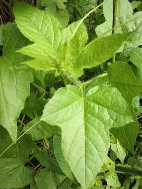 Ormandaki bir ağacın yeşil yaprakları