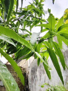 bir bitkinin yeşil yaprakları