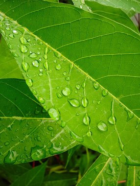 Yeşil yaprak, doğa ve bitki örtüsü.