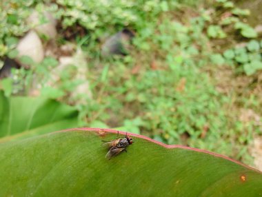 Bahçede yeşil yaprak