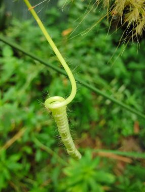 yeşil arkaplan ile yeşil yaprak