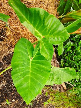 bir bitkinin yeşil yaprağı