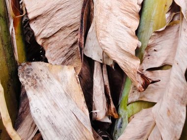 Bir muz yaprağının kapağını kapat