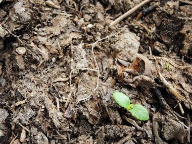 Topraktaki yeşil yapraklar