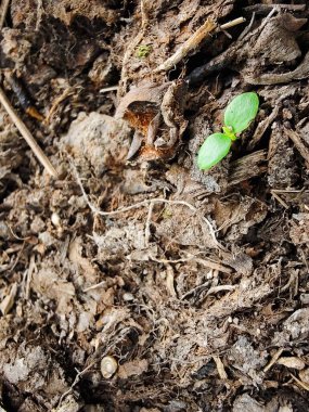 Bahçedeki küçük bir bitkinin taze filizi.