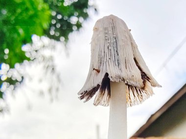 Ormandaki bir mantarı kapat.