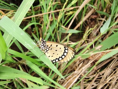 Kelebek yeşil çimlerin üzerinde