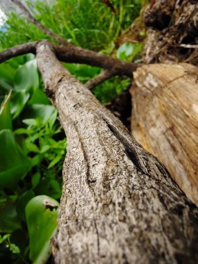 Güzel botanik fotoğrafı, doğal duvar kağıdı.