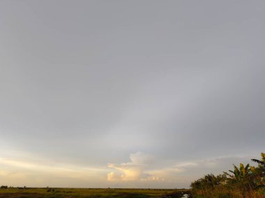 Tarlanın manzarası ve kırsal kesimdeki ağaçlar.