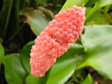 Güzel botanik fotoğrafı, doğal duvar kağıdı.