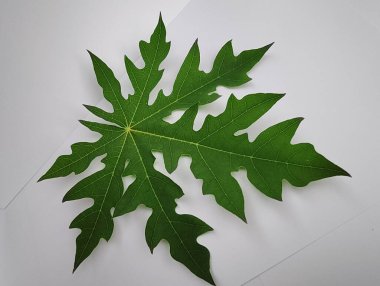 beyaz arkaplanda yeşil yapraklar